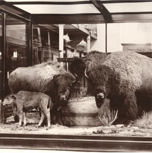 The Buffalo Group, U.S. National Museum (ca. 1887).