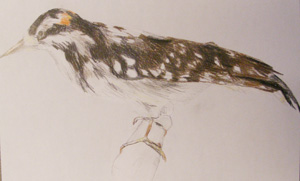 Sketch from a field guide illustrated by Carolyn.